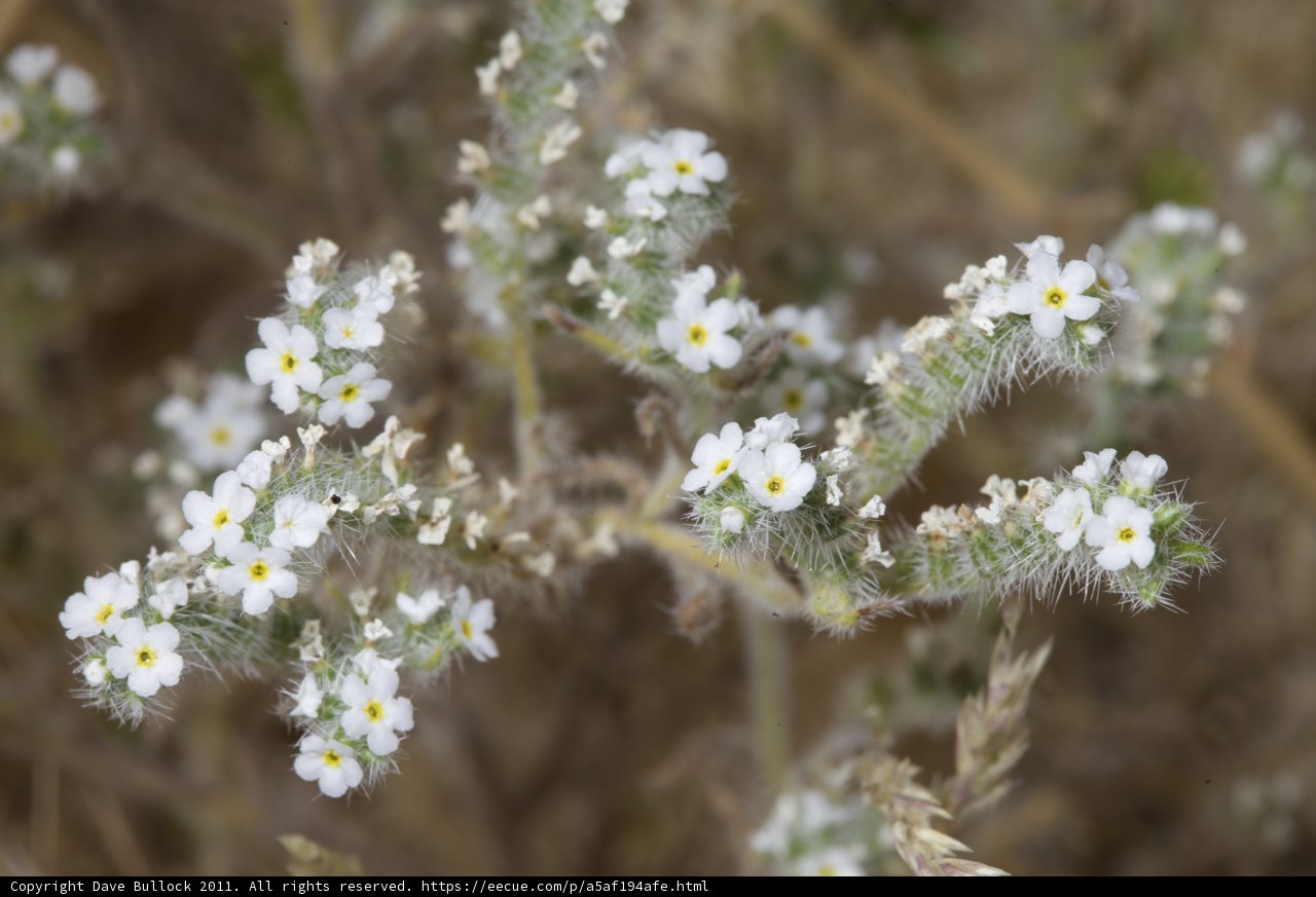 White Flower Blooms Among Yellow Flowers