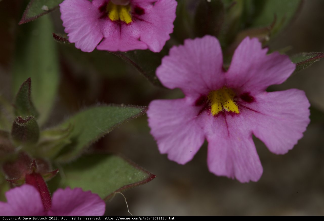 Rosy Geranium Anemone Blossoms