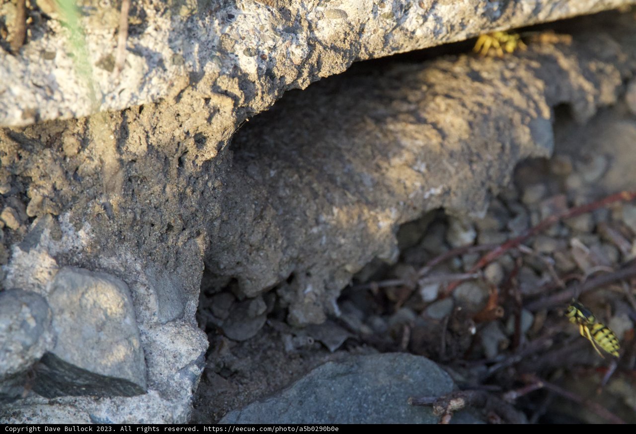 Unseen Life beneath the Ground at Fort Mason