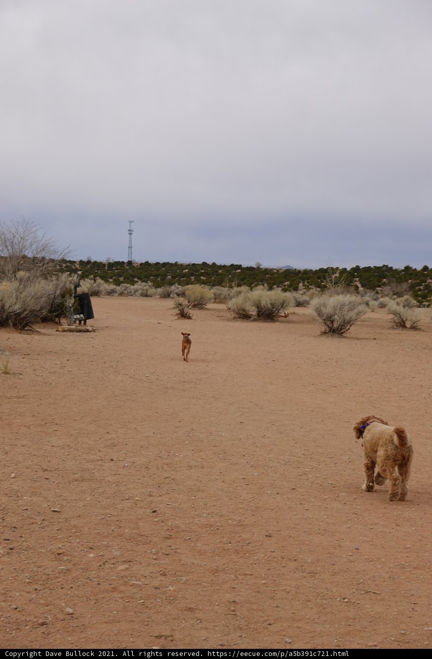 Canine Adventure in the Desert