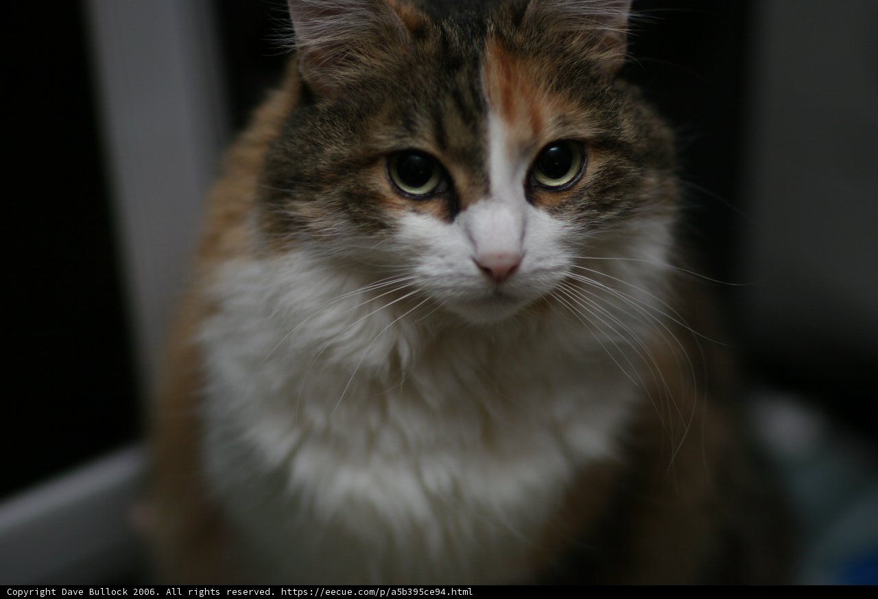 Brown and White Manx Cat in 2006