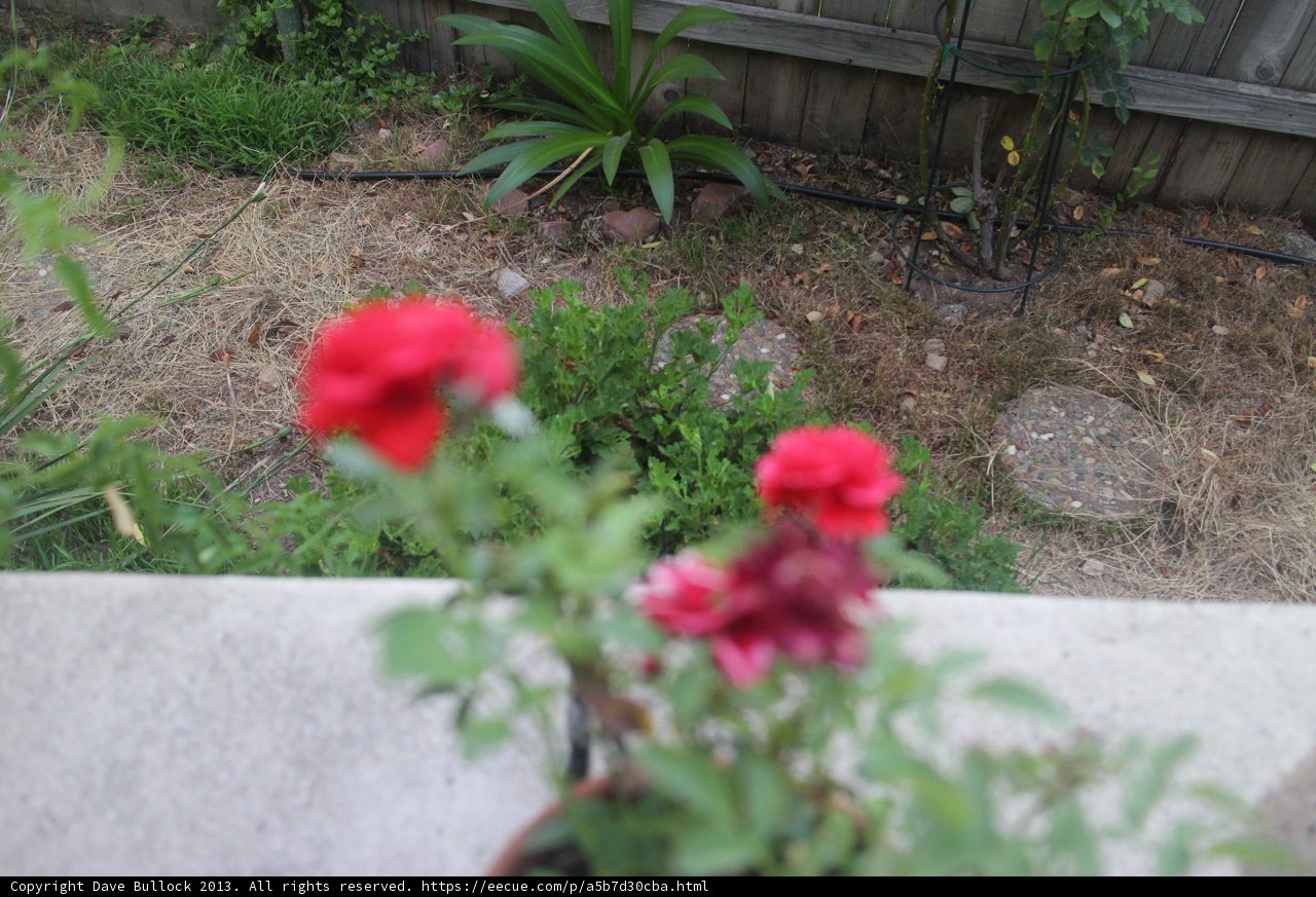 Vibrant Geraniums in a Potted Plant