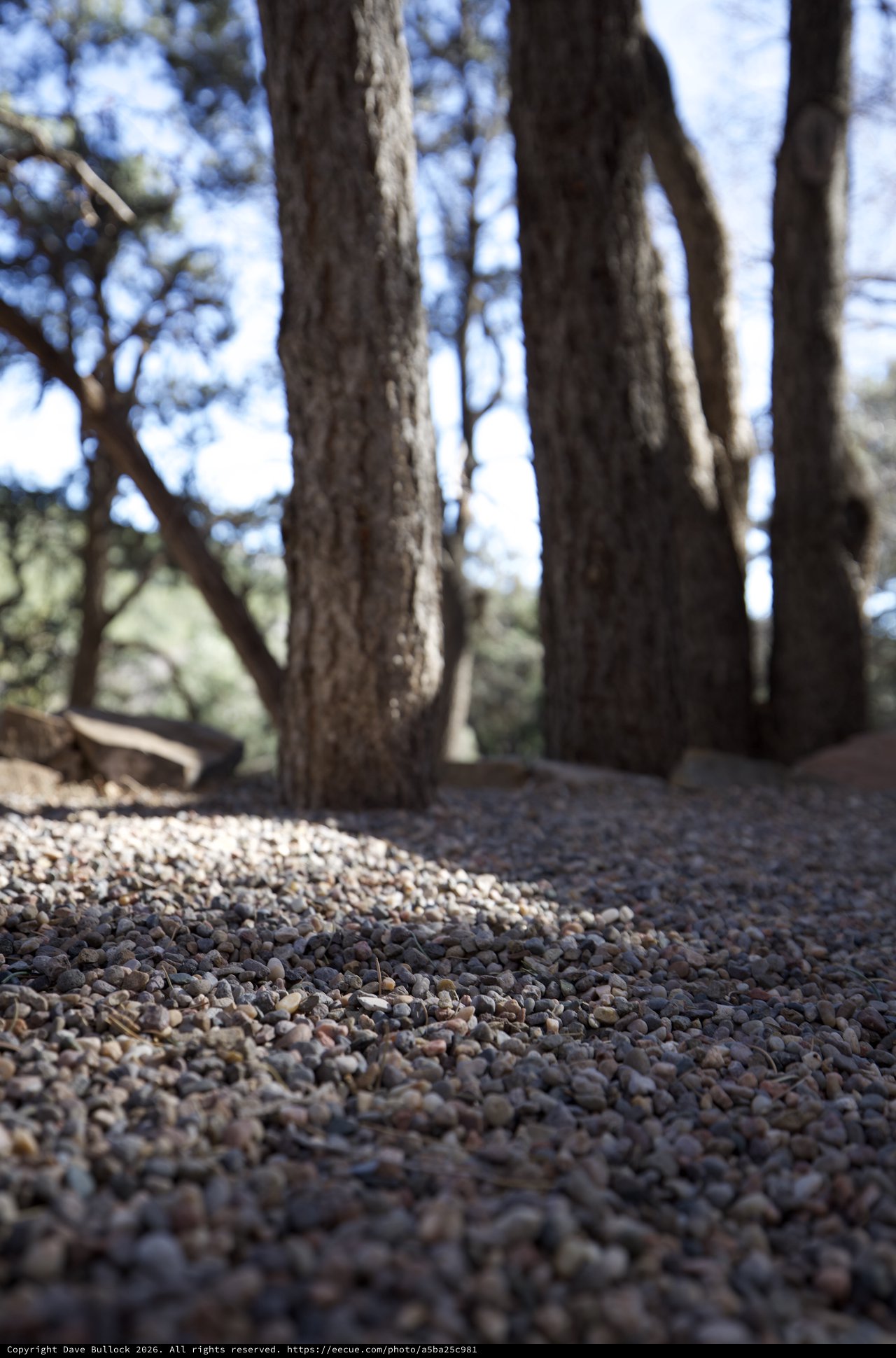 Forest Path with Gravel Trail Through Tree Trunks