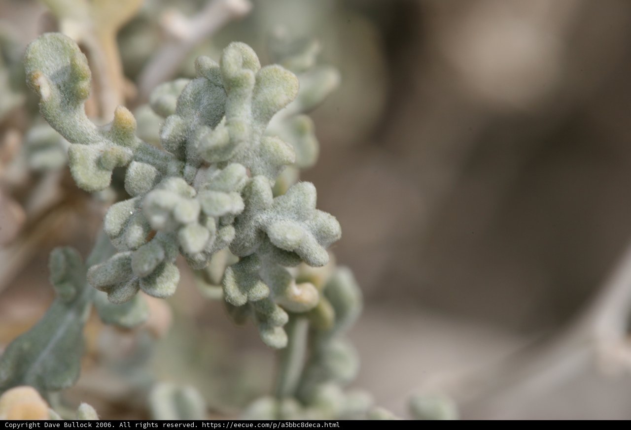 Greenery of the Desert