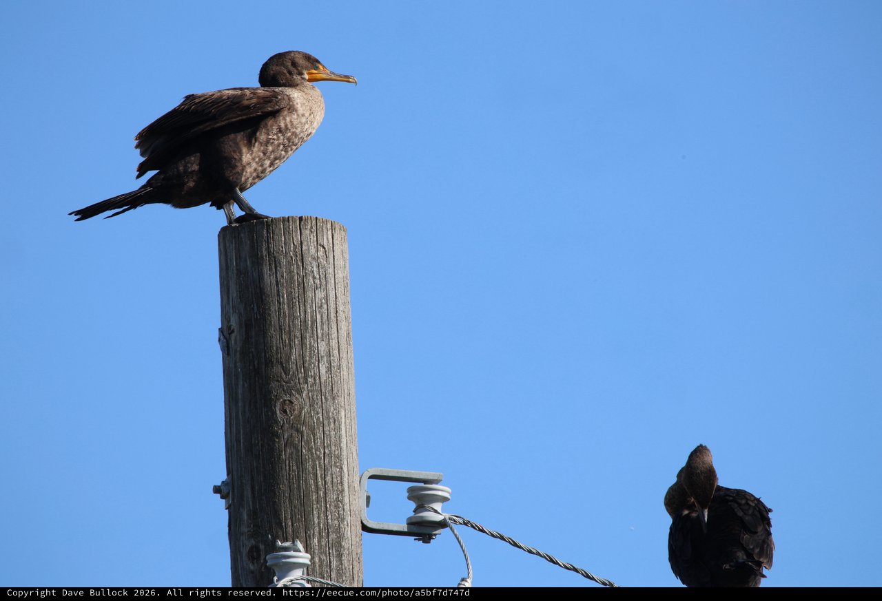 Cormorants Perched on Weathered Wooden Post at Dusk