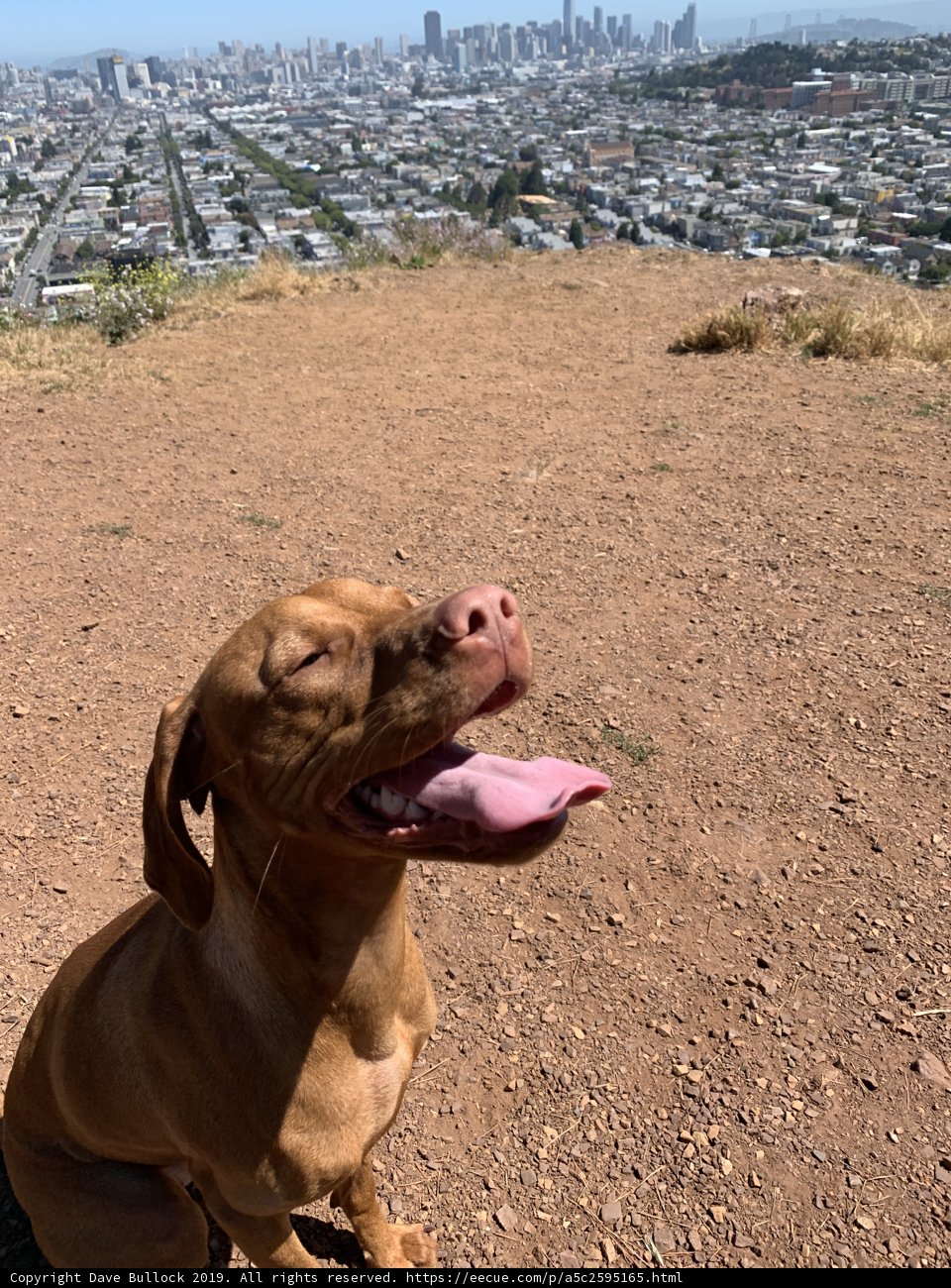 Paws in the City