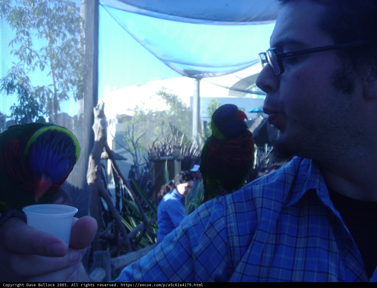 Coffee for My Feathered Friends