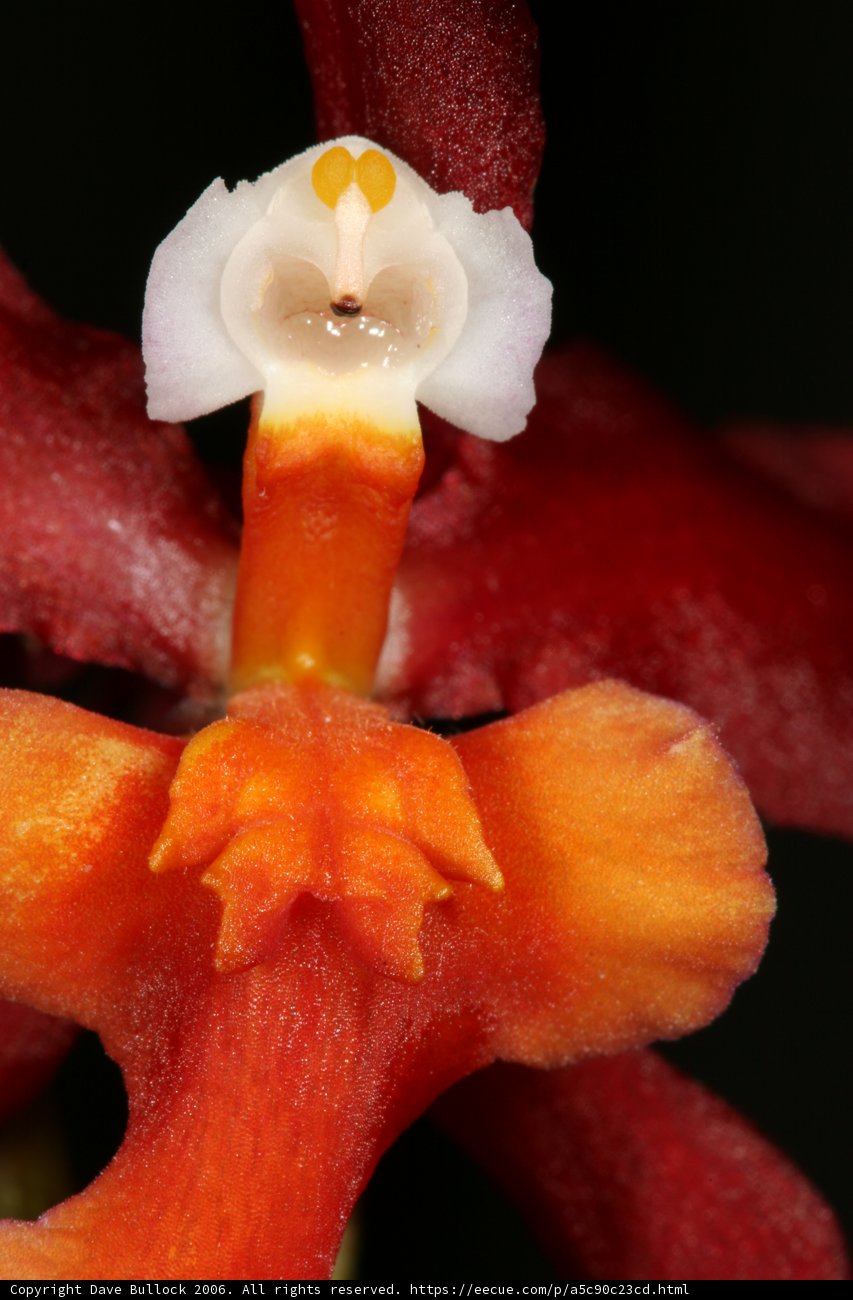 Face of a Flower
