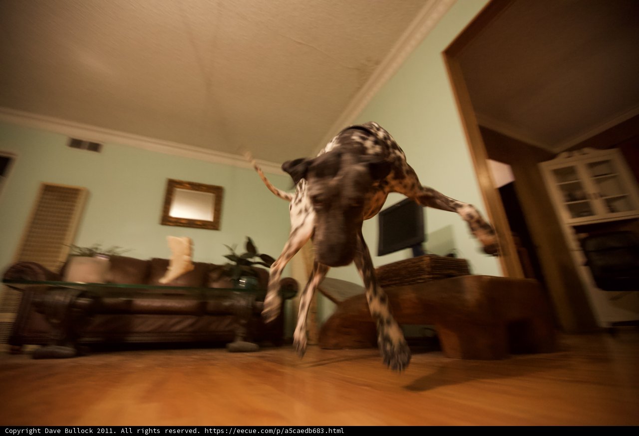 Airborne Canine in Living Room