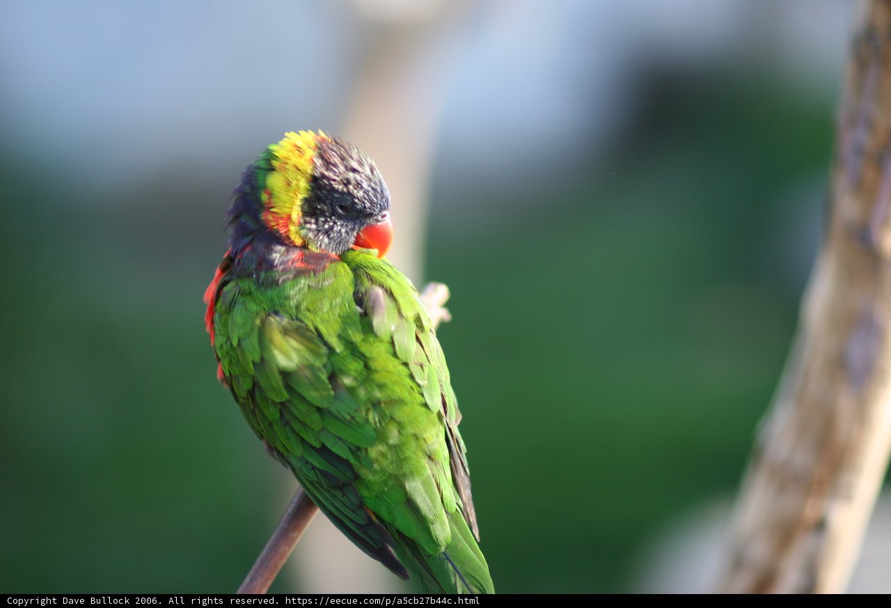 Colorful Parakeet Perched on a Branch