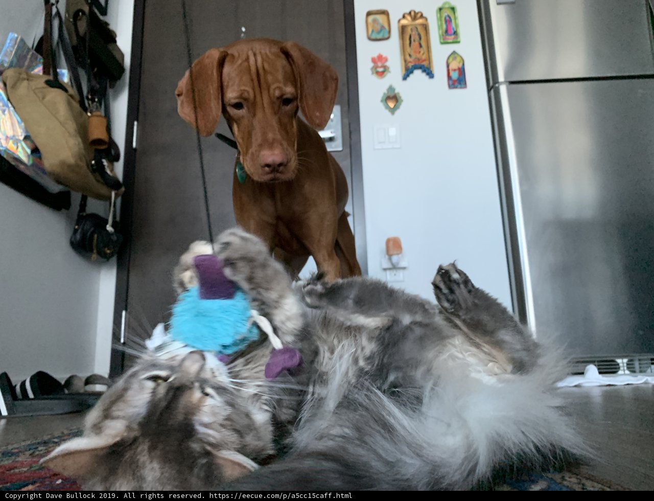 Playtime Buddies
