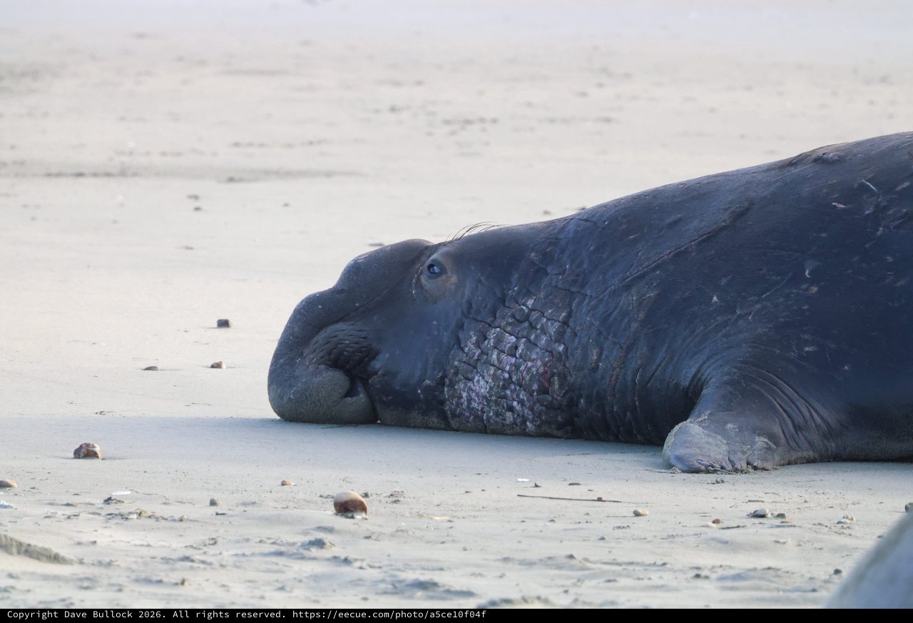 Elephant Seal Resting on Drakes Beach Sand