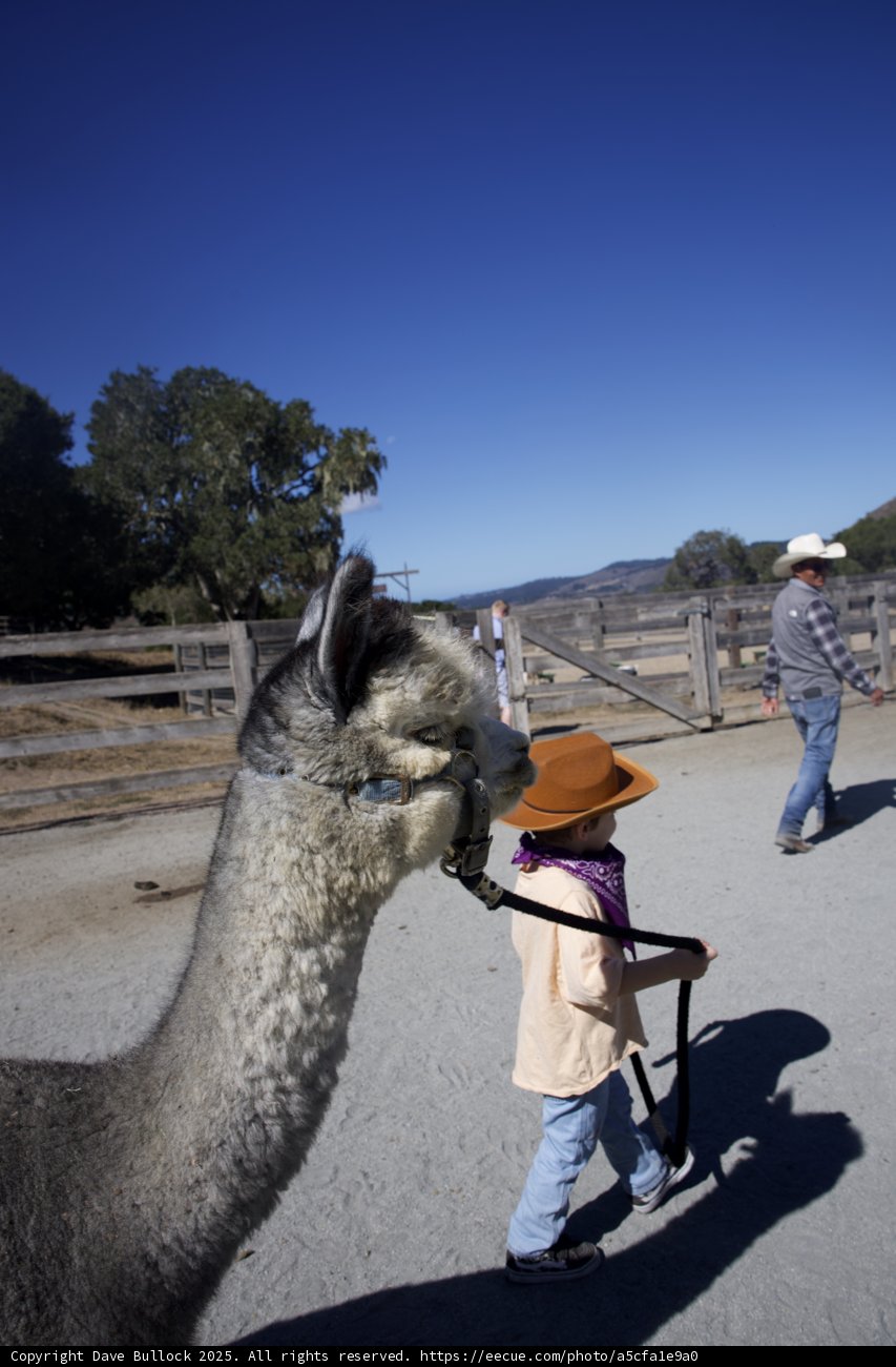 Walking with a Llama