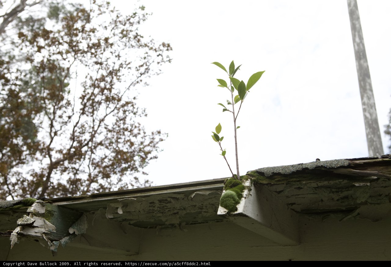 Nature Versus House