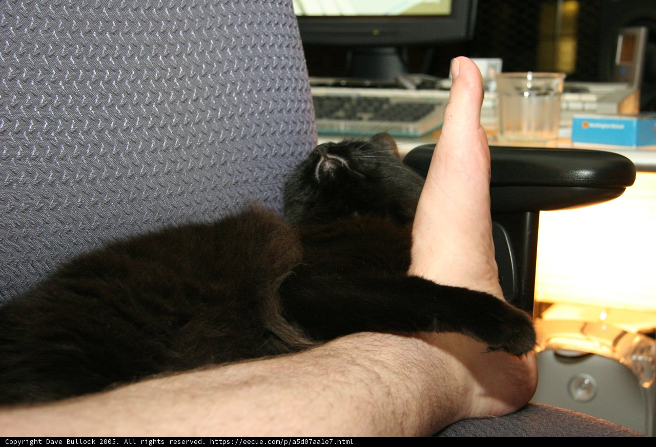 Lazy Days with Feline Friends