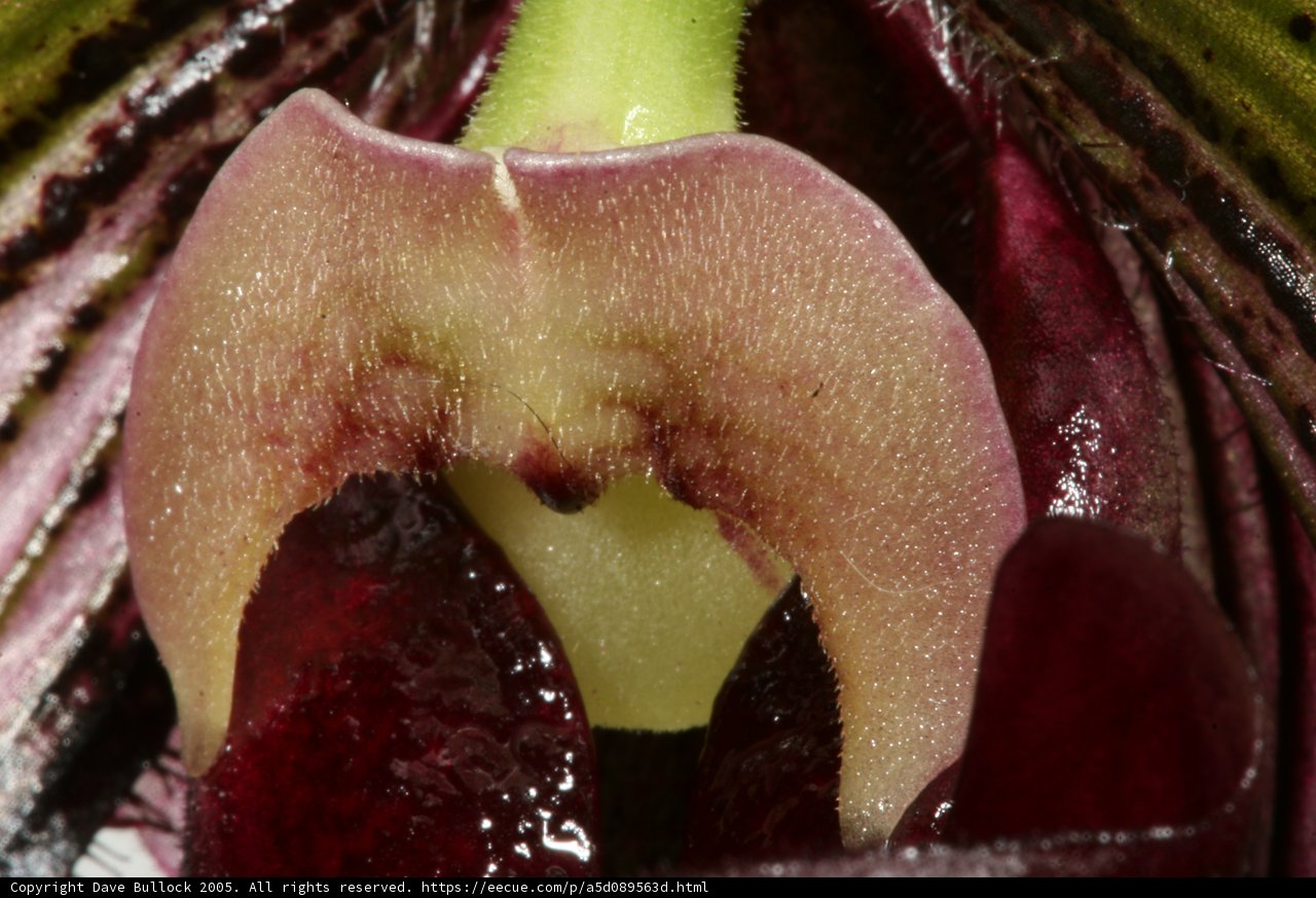 Fragile Orchid in Bloom
