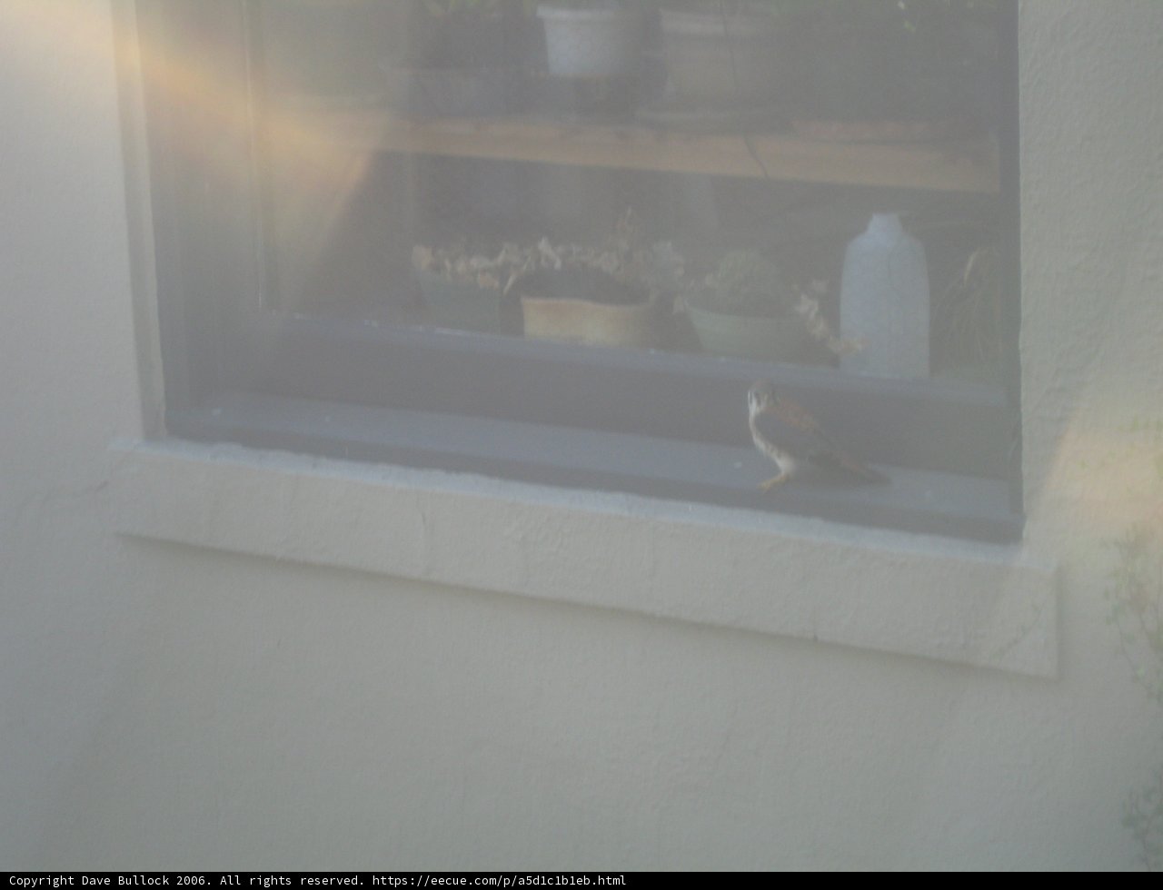 Window Ledge Perch