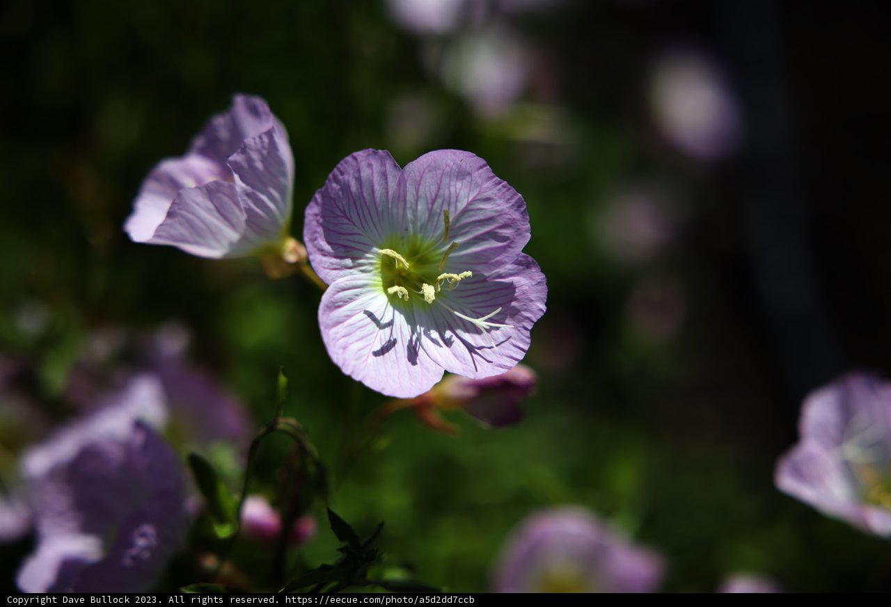 Enchanting Purple Blooms