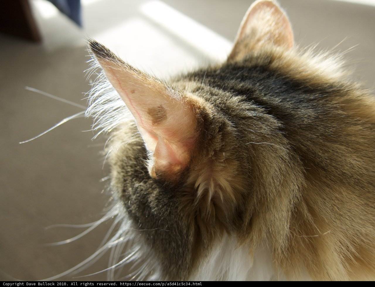 Feline Ear-pertise