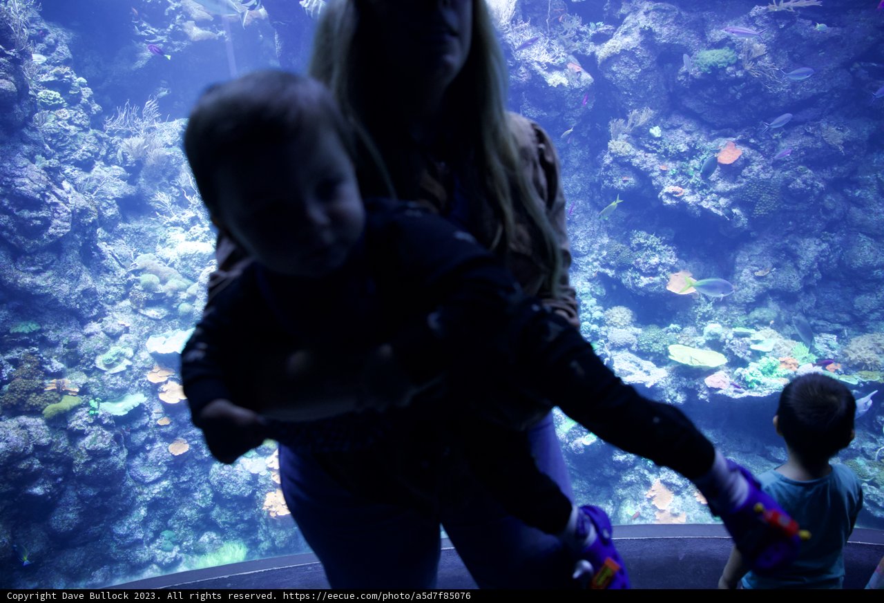 Subaquatic Exploration: A Family's Adventure In Golden Gate Park