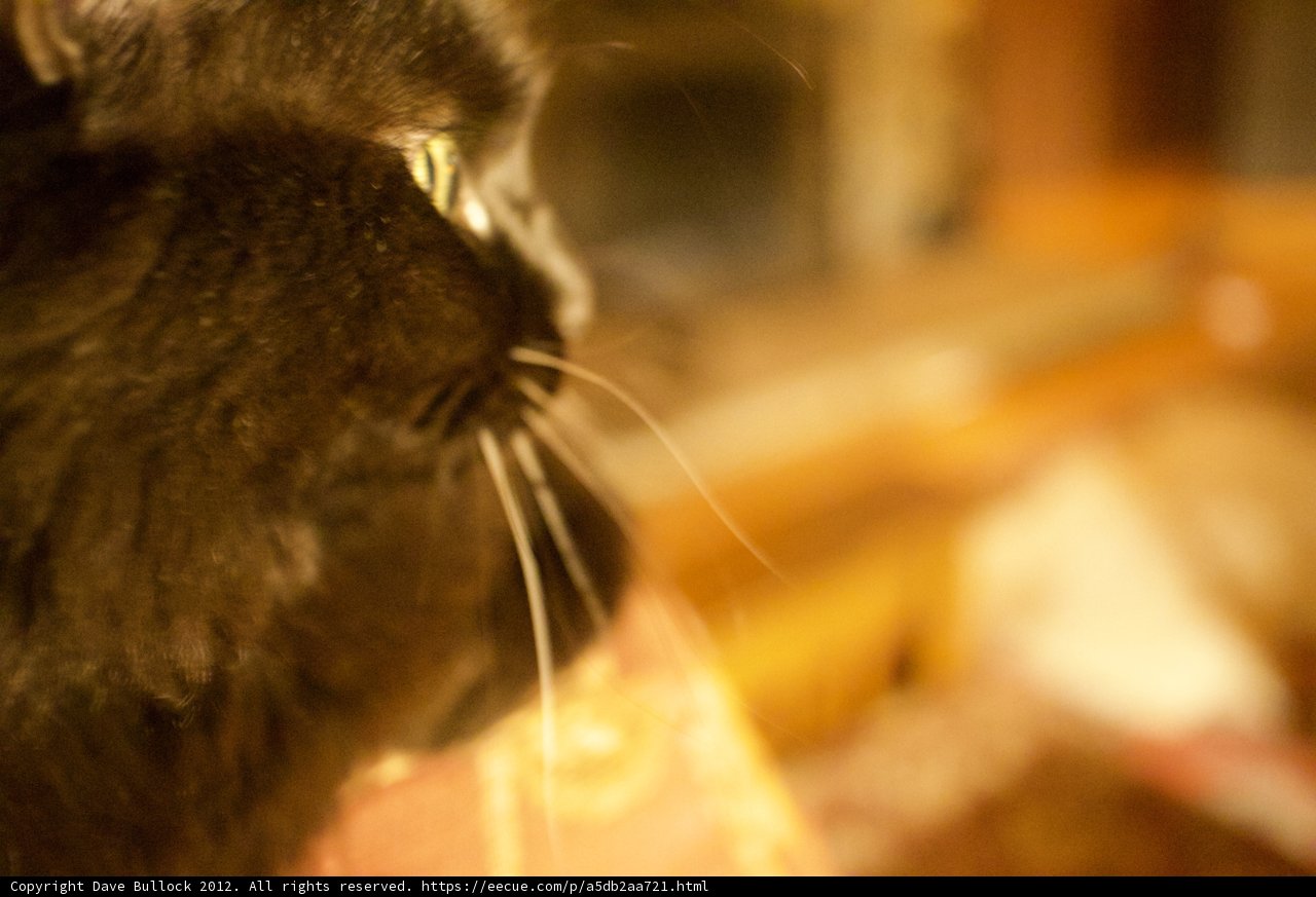 Observant Panthera
