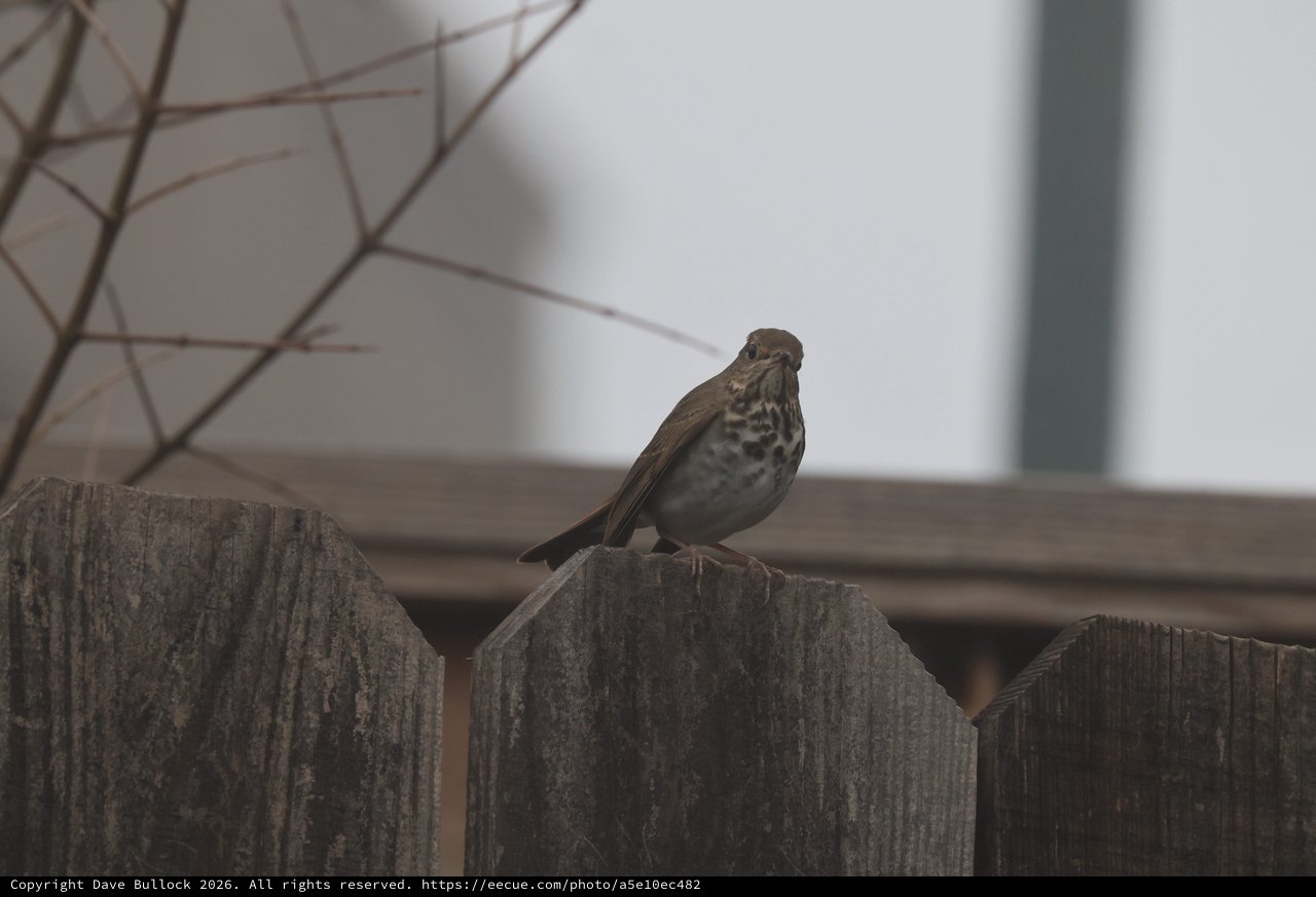 Spotted Thrush Perched on Weathered Wooden Fence