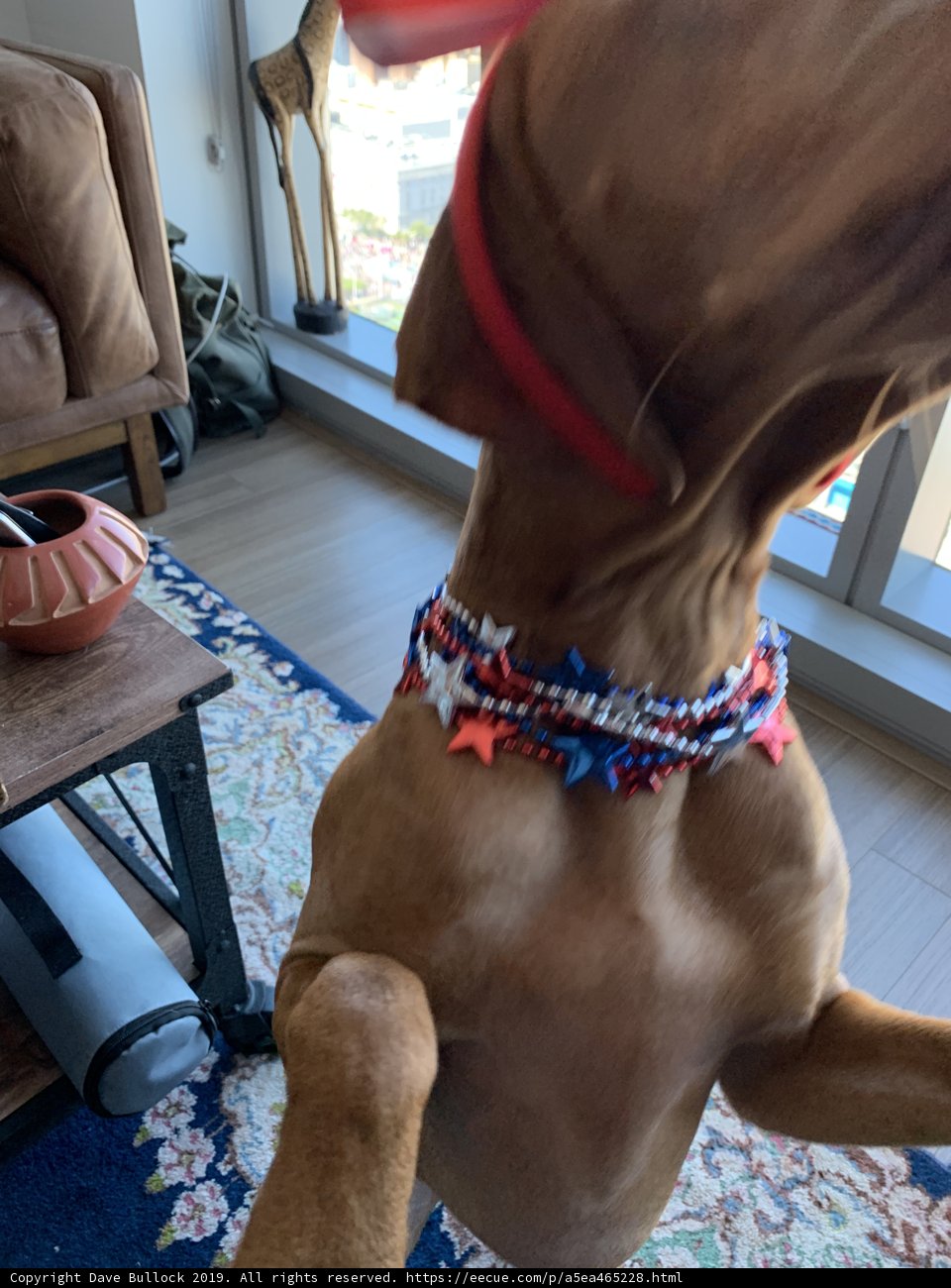 Canine Curiosity