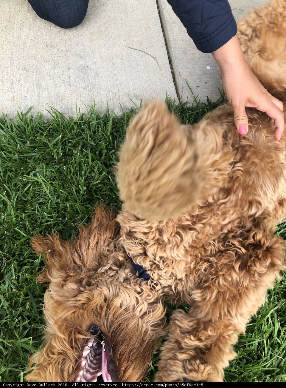 Poodle Tailgate