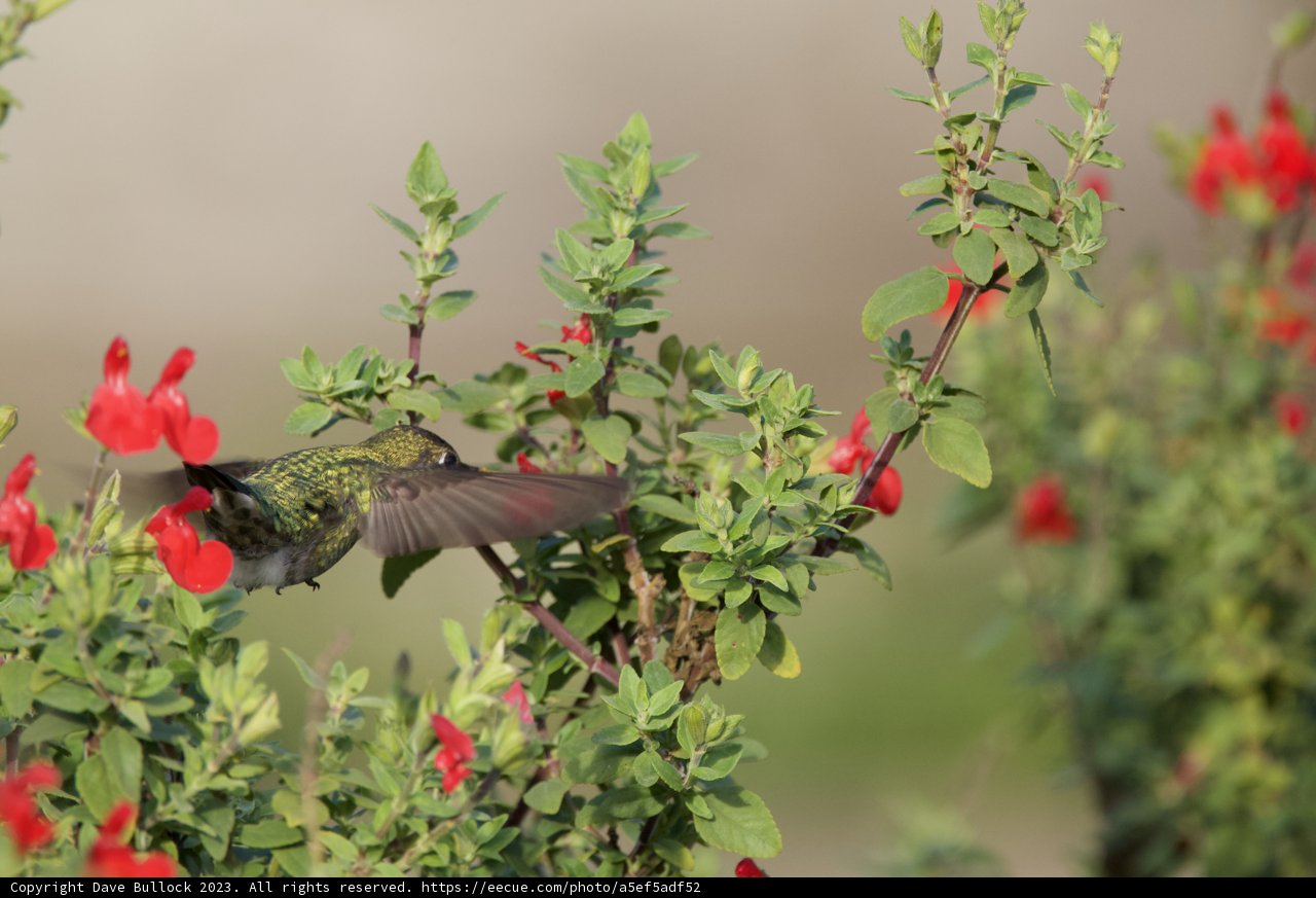 Hummingbird's Fort Mason Afternoon: A Dance above Scarlet Blossoms