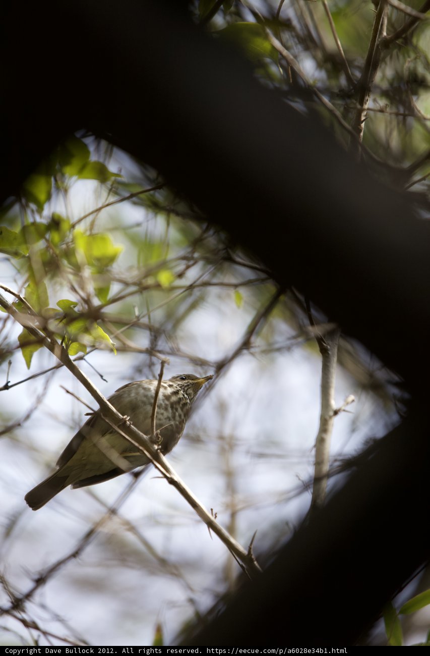 Avian Perch