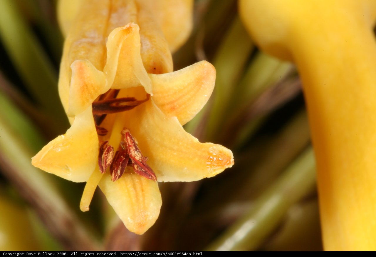 Yellow Flower with Brown Stamen