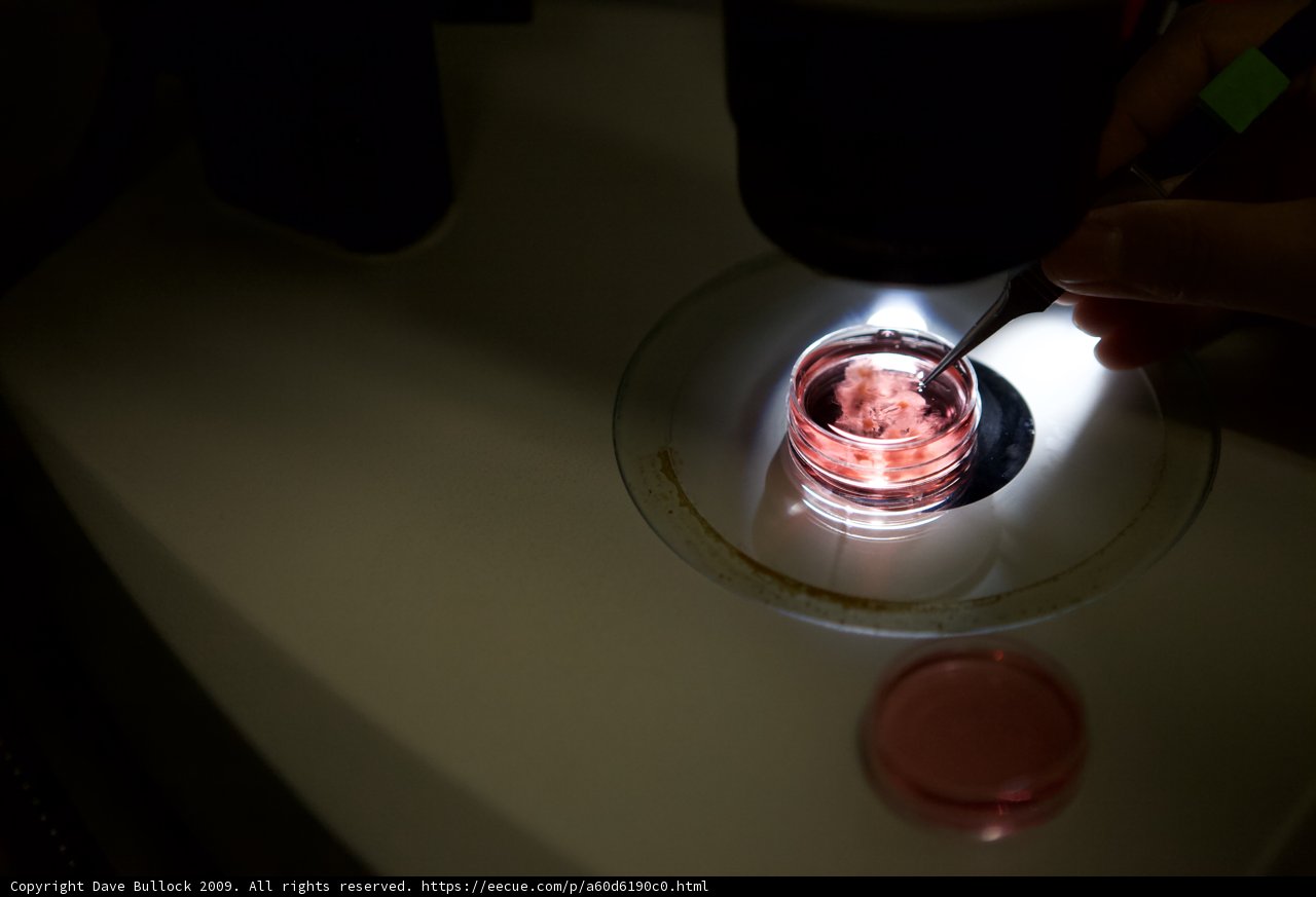 Microscopic Examination of a Red Liquid