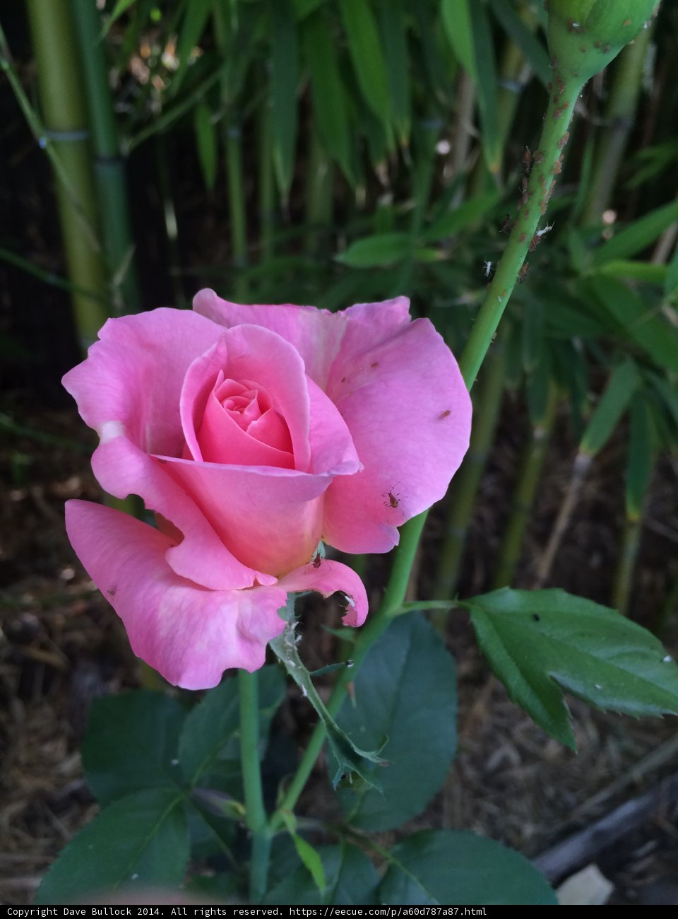 Blush Rose Among the Bamboo