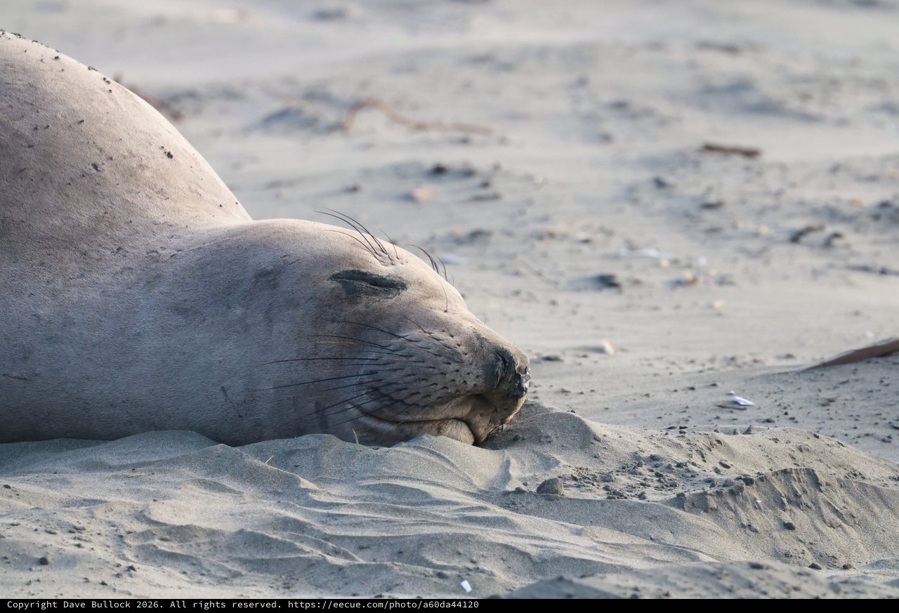 Elephant Seal Resting Peacefully on Sandy Beach