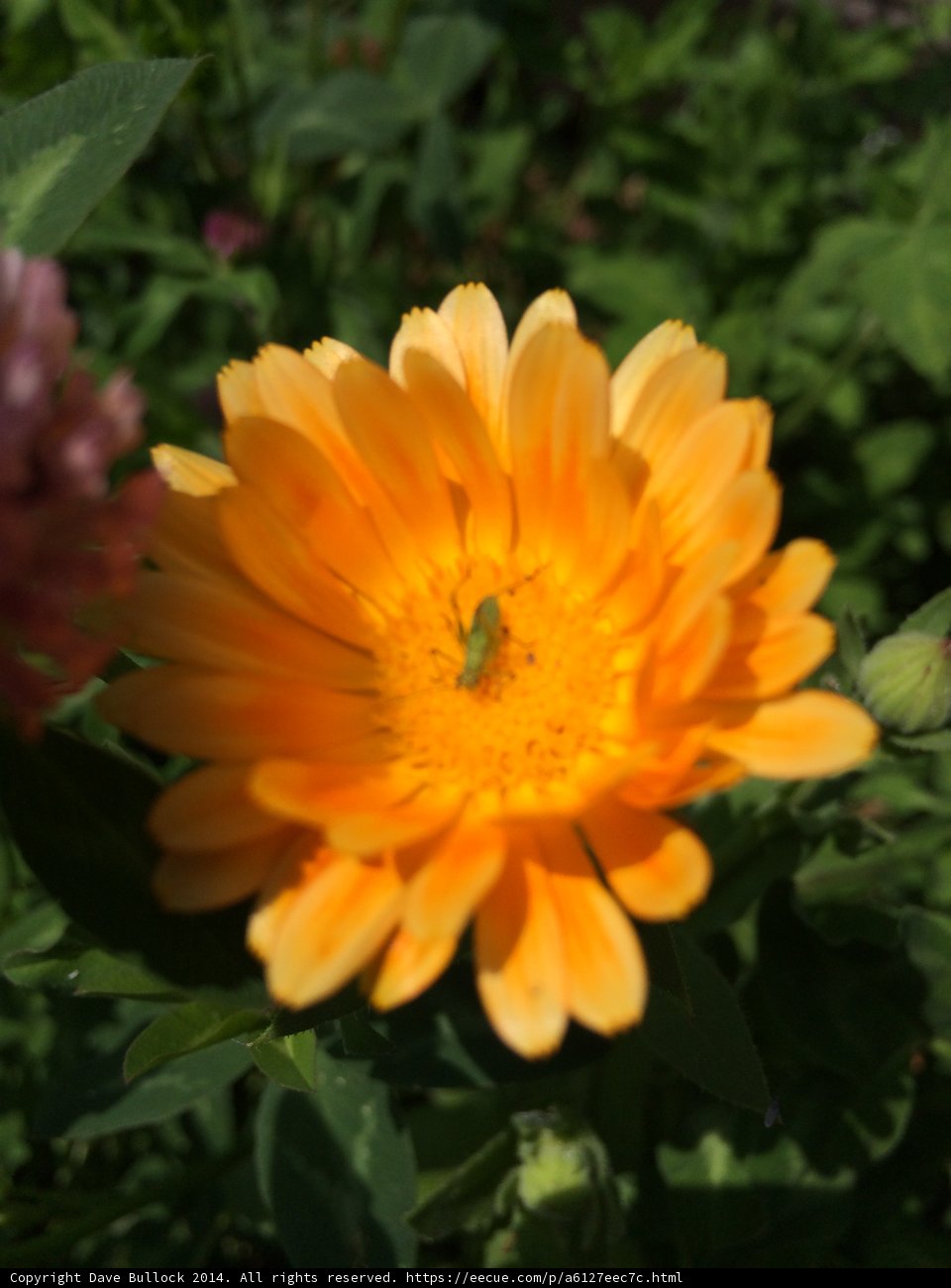 Daisy Bug