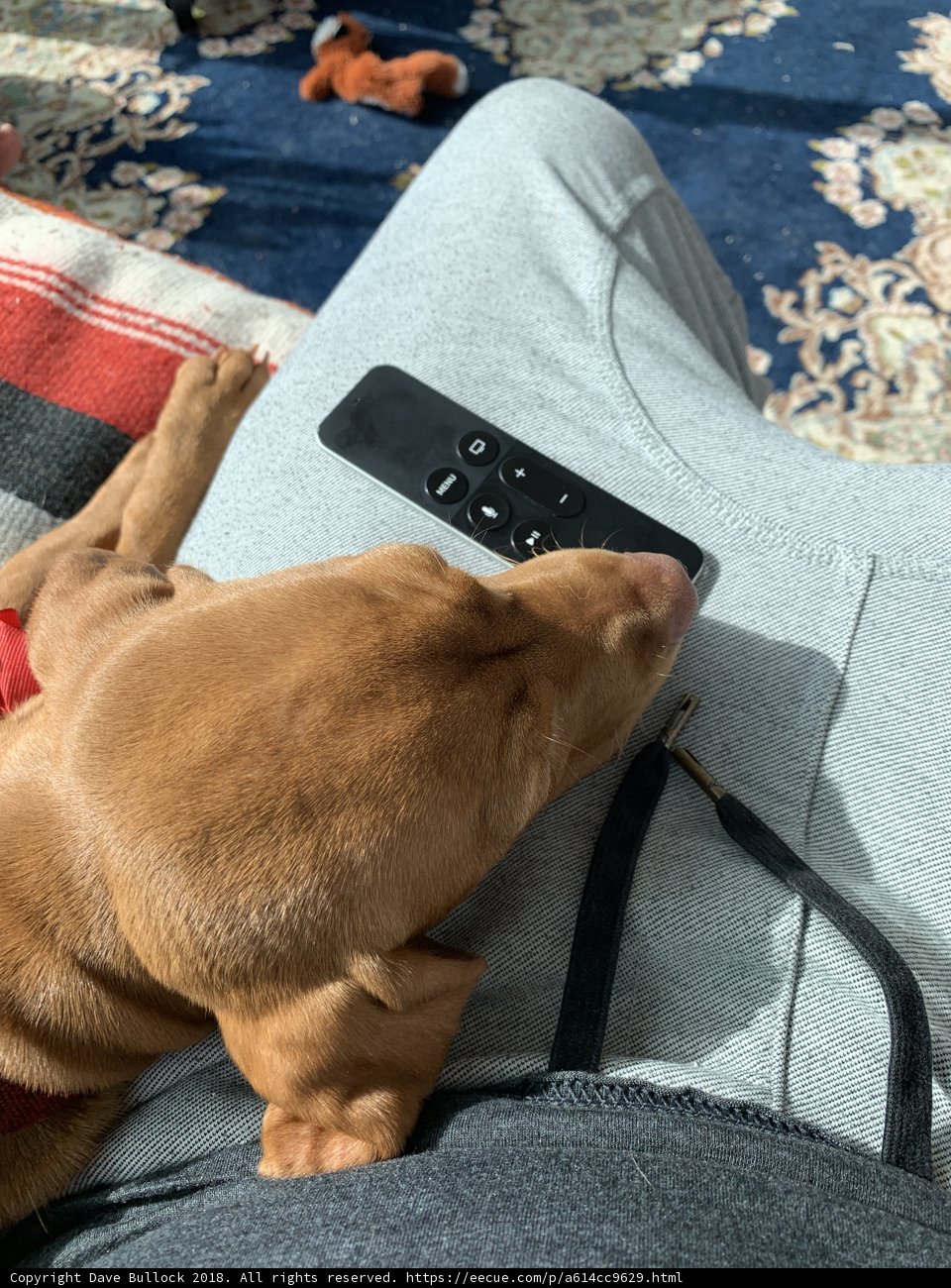 Lazy Days with Fido