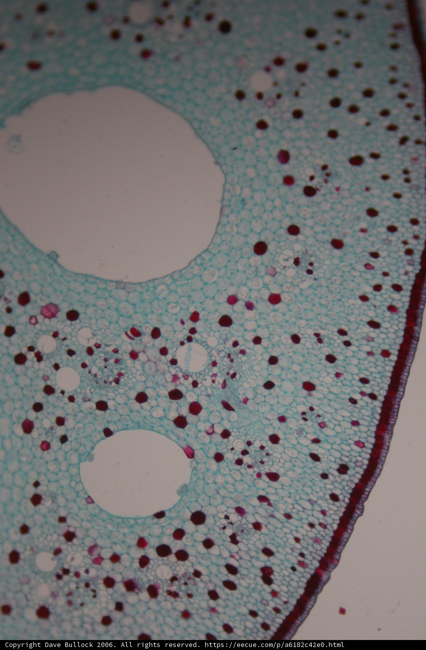 Microscopic View of a Plant Cell