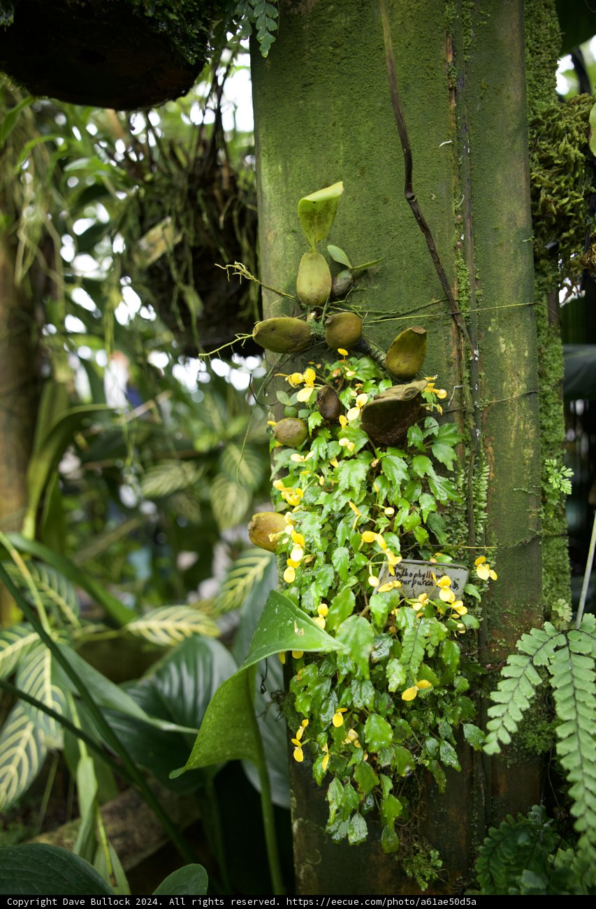 The Upstanding Greenery of Golden Gate Park