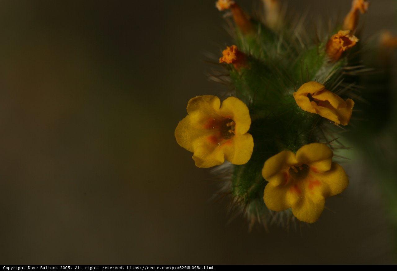 Serene Yellow Geranium