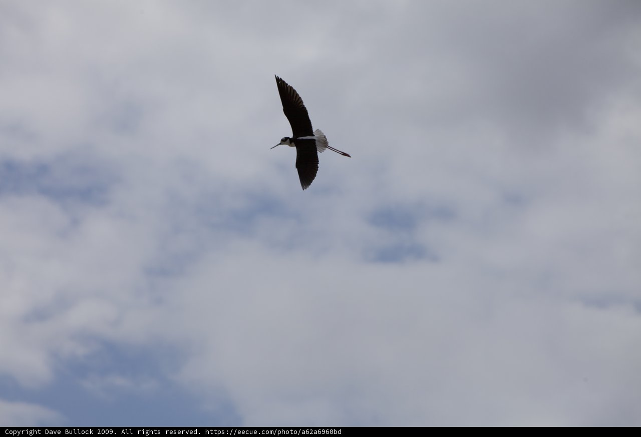 Majestic Bird Soaring Through the Cloudy Sky