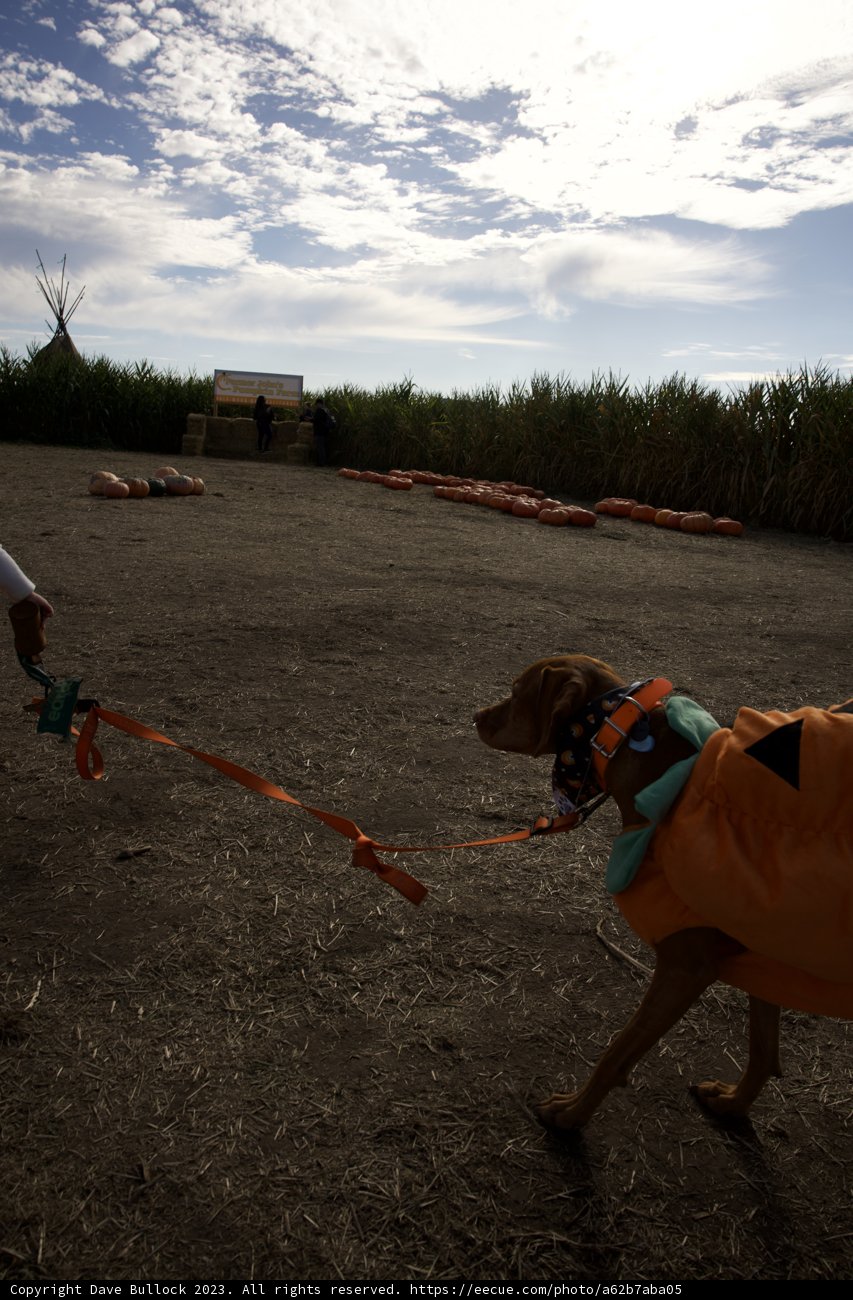 Safety-First Pumpkin Patch Pooch at Halfmoon Bay