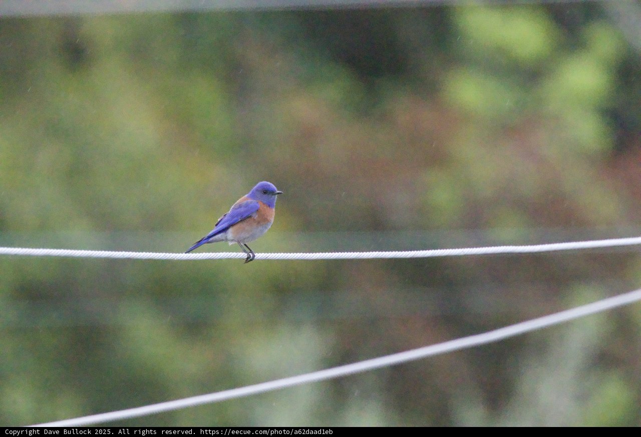 Serenity on a Wire