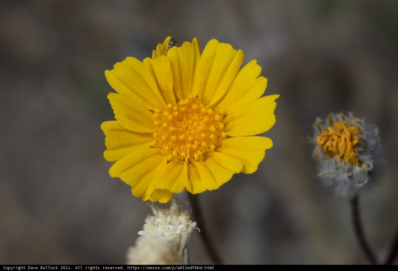 Yellow Daisy Blooming In Anza