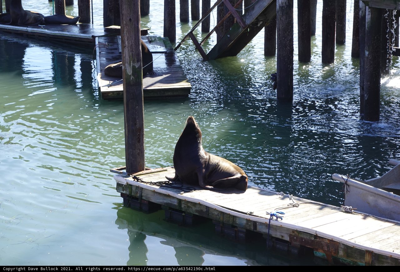Seal lounging on the dock