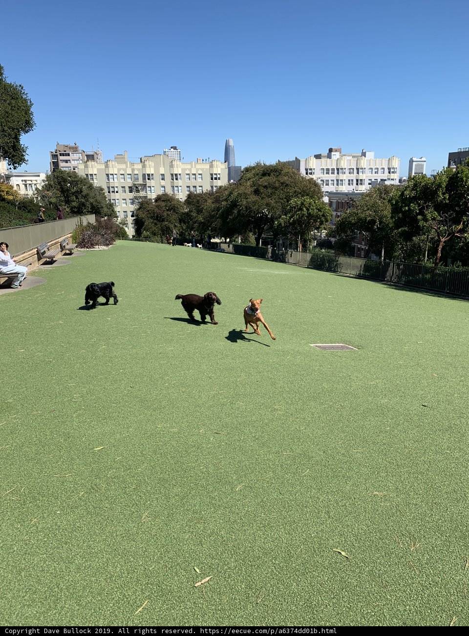 Playful Pups in Lafayette Park