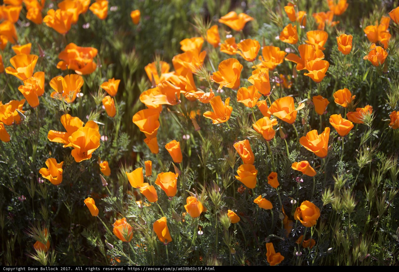 Fields of Poppies in the Mojave Desert