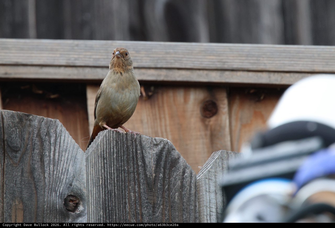 Small Brown Bird Perched on Weathered Wooden Fence