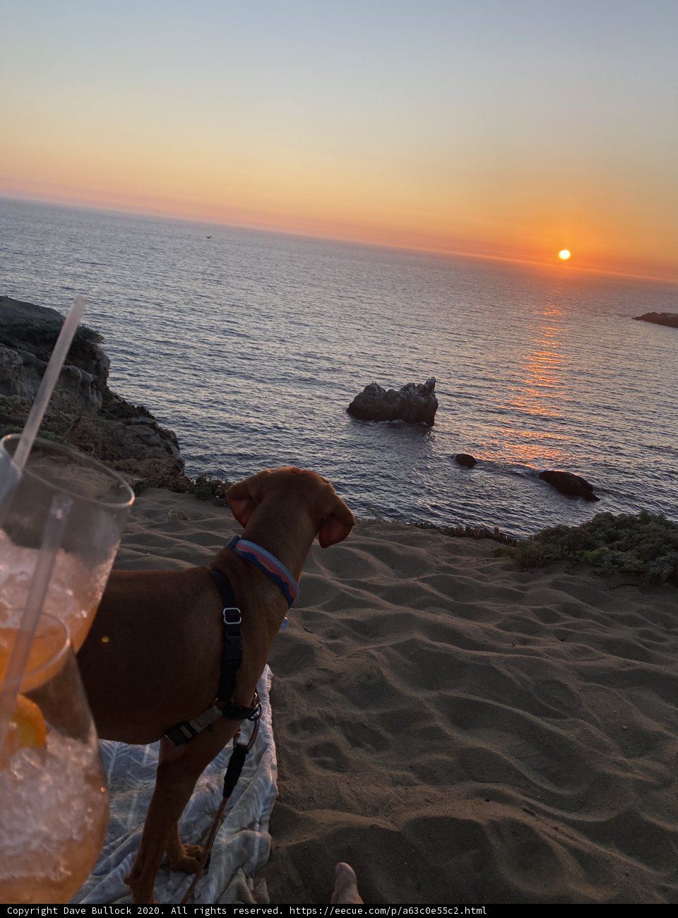 A Pawsome Evening at Jenner Beach