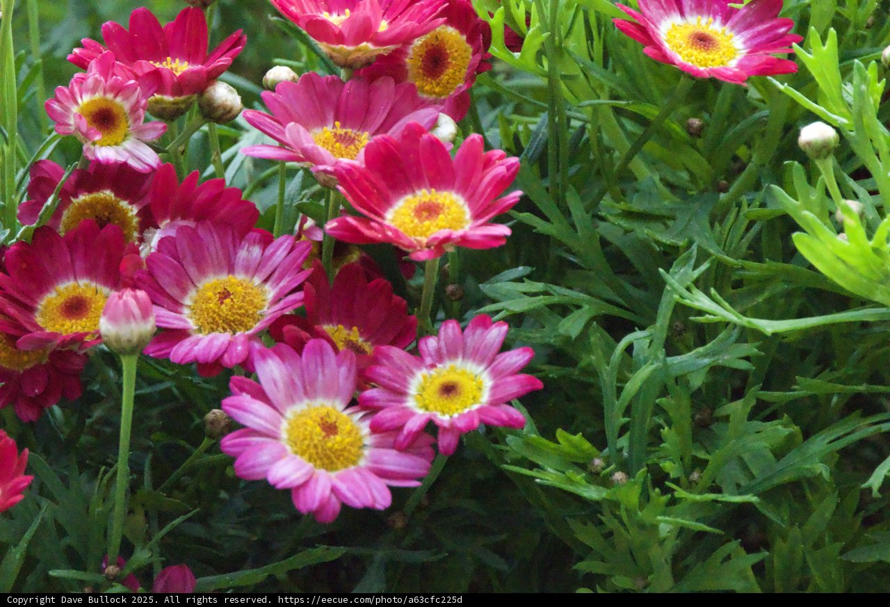 Blossoms of Spring Delight