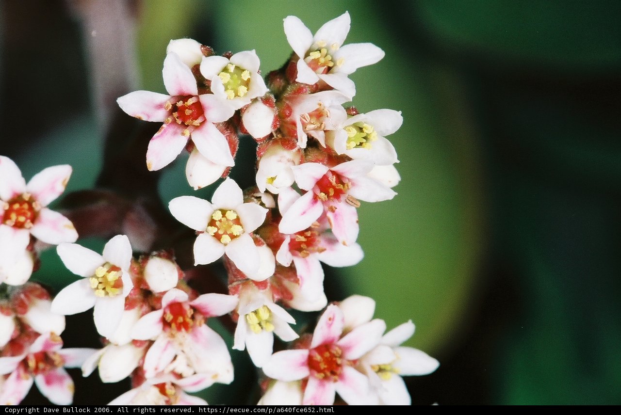 Blooming Beauty